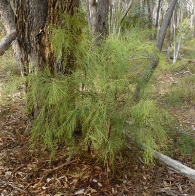 Exocarpos strictus