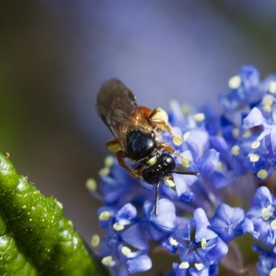 Exoneura sp. (genus)