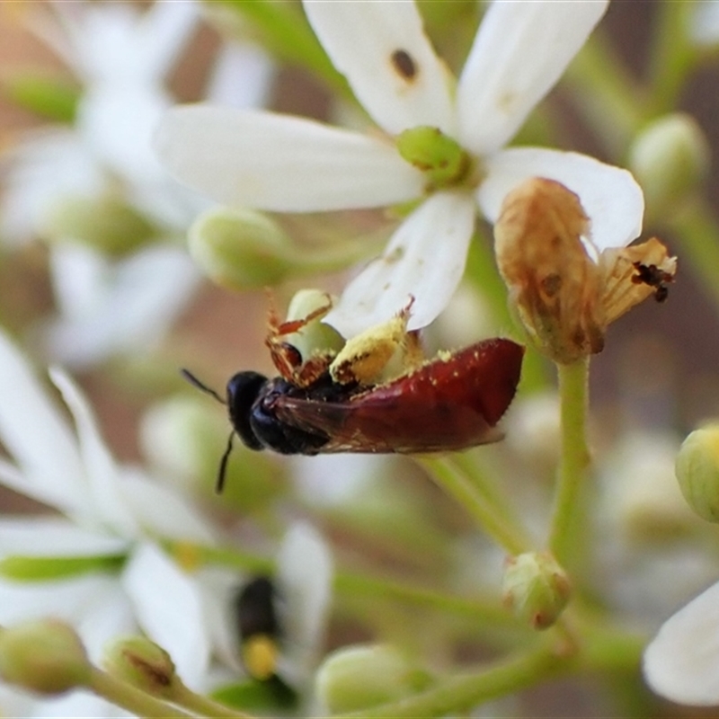 Exoneura sp. (genus)