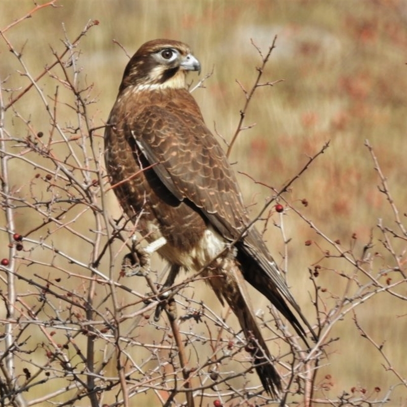 Falco berigora