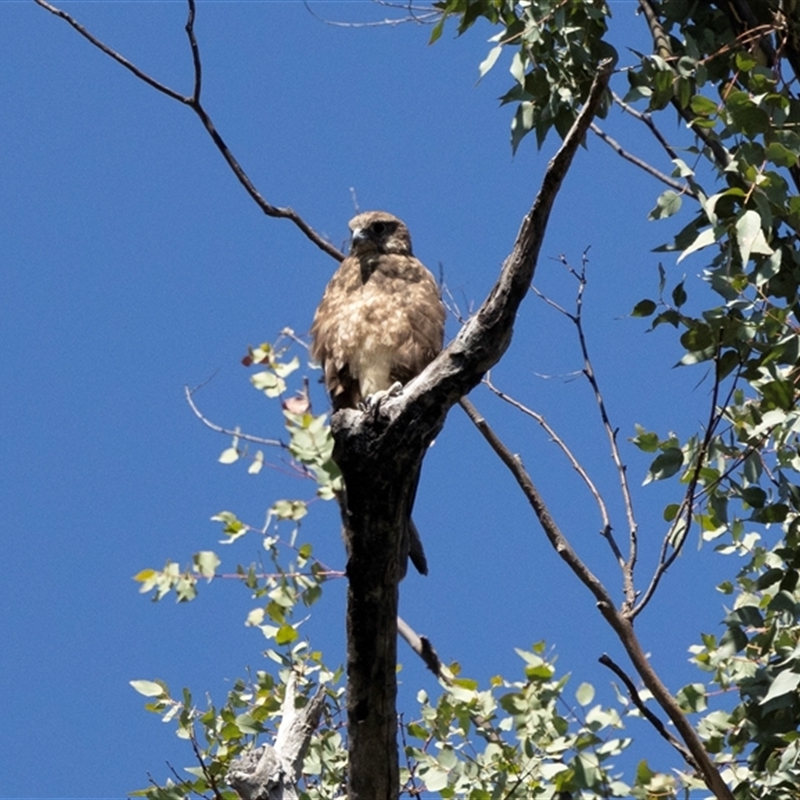 Falco berigora