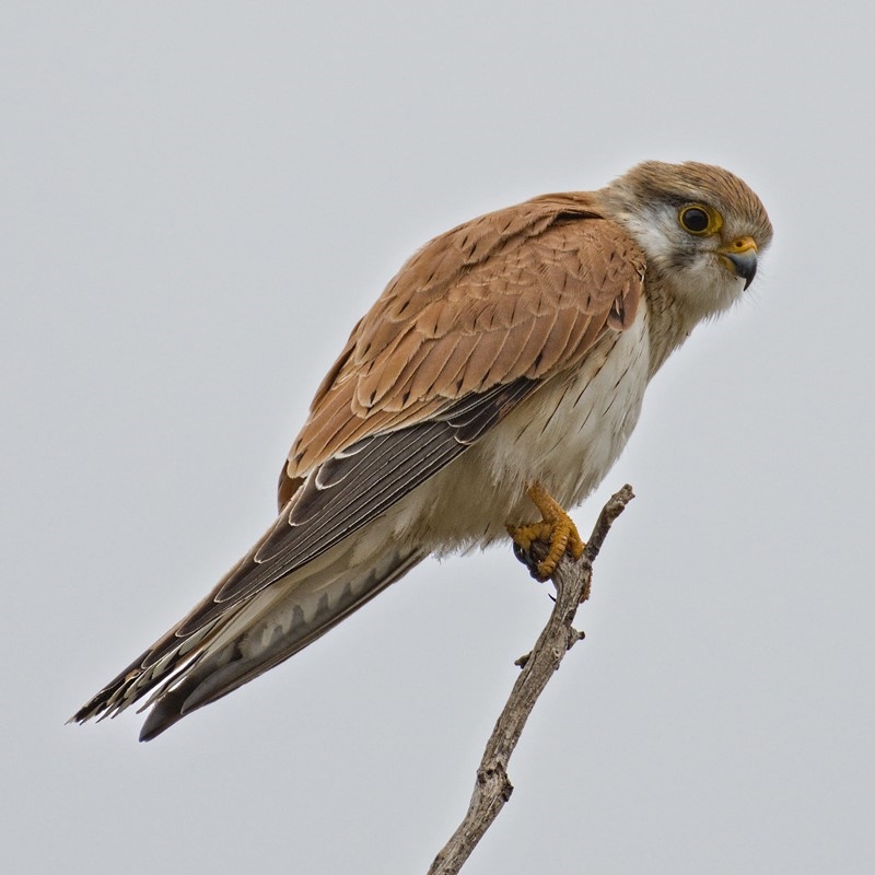 Falco cenchroides