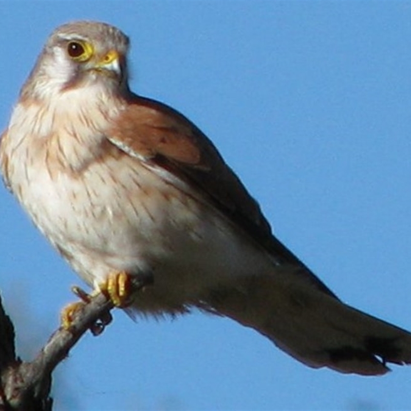 Falco cenchroides