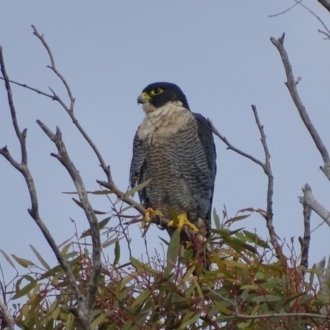 Falco peregrinus