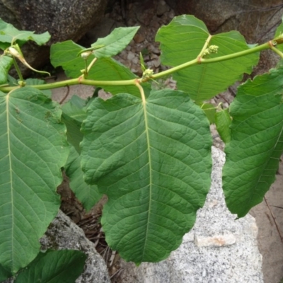 Fallopia sachalinensis