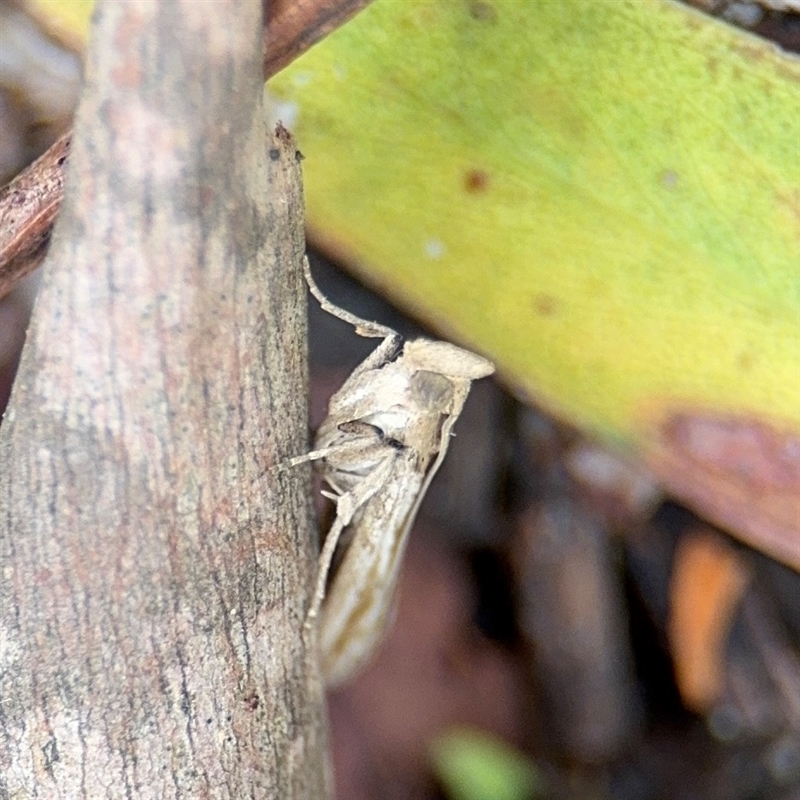 Faveria laiasalis