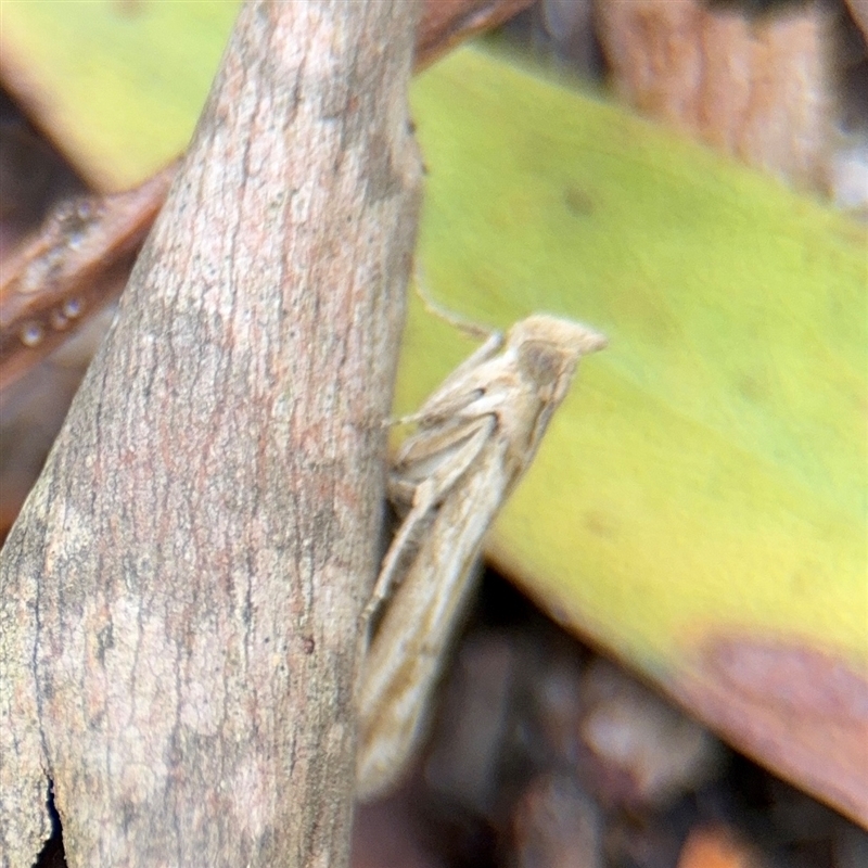 Faveria laiasalis