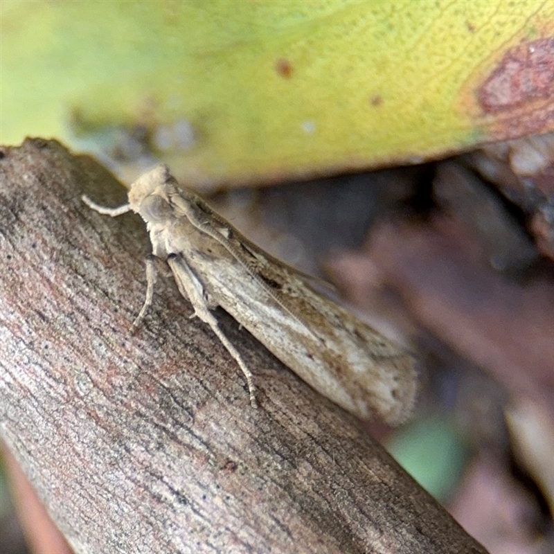 Faveria laiasalis