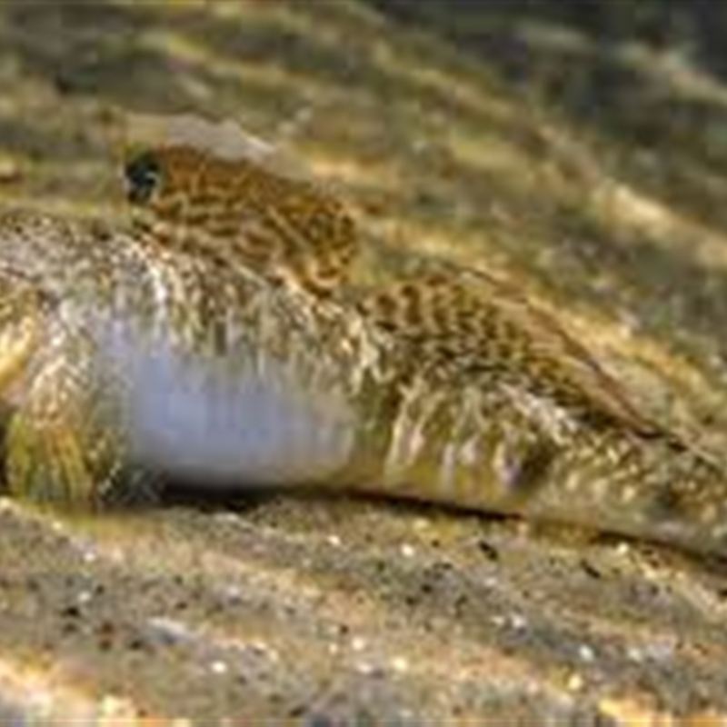 Favonigobius lateralis