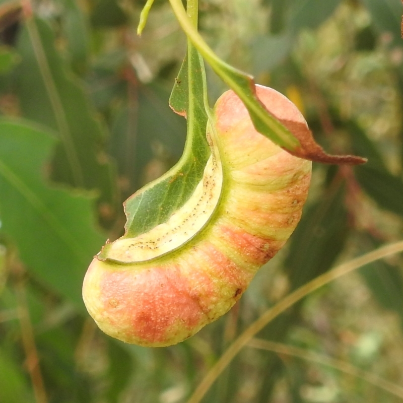 Fergusonina sp. (genus)