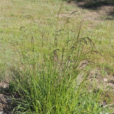 Festuca arundinacea