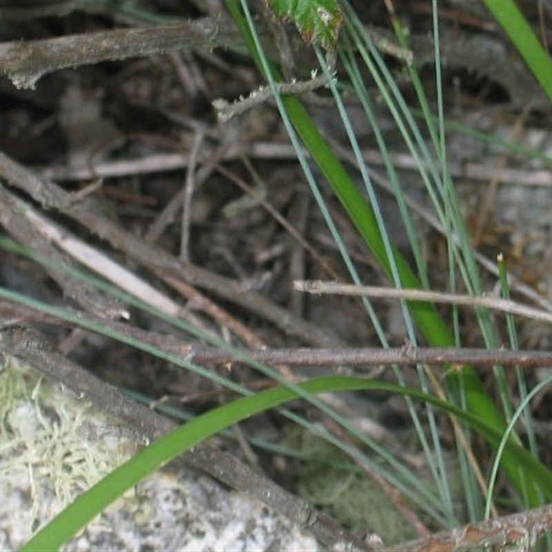 Festuca asperula