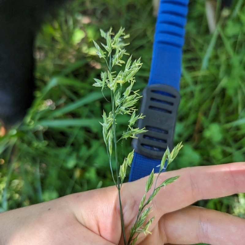 Festuca pratensis