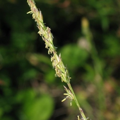 Festuca pratensis