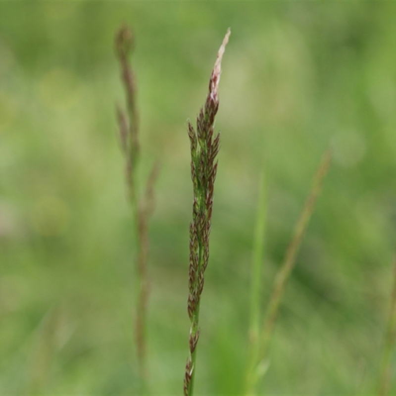 Festuca sp.