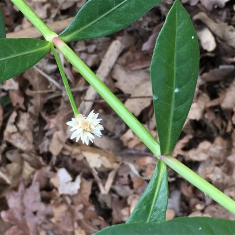 Alternanthera philoxeroides