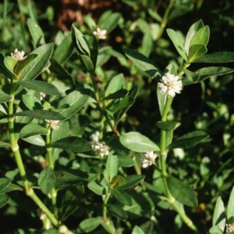 Alternanthera philoxeroides