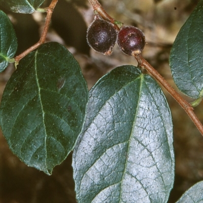 Ficus coronata
