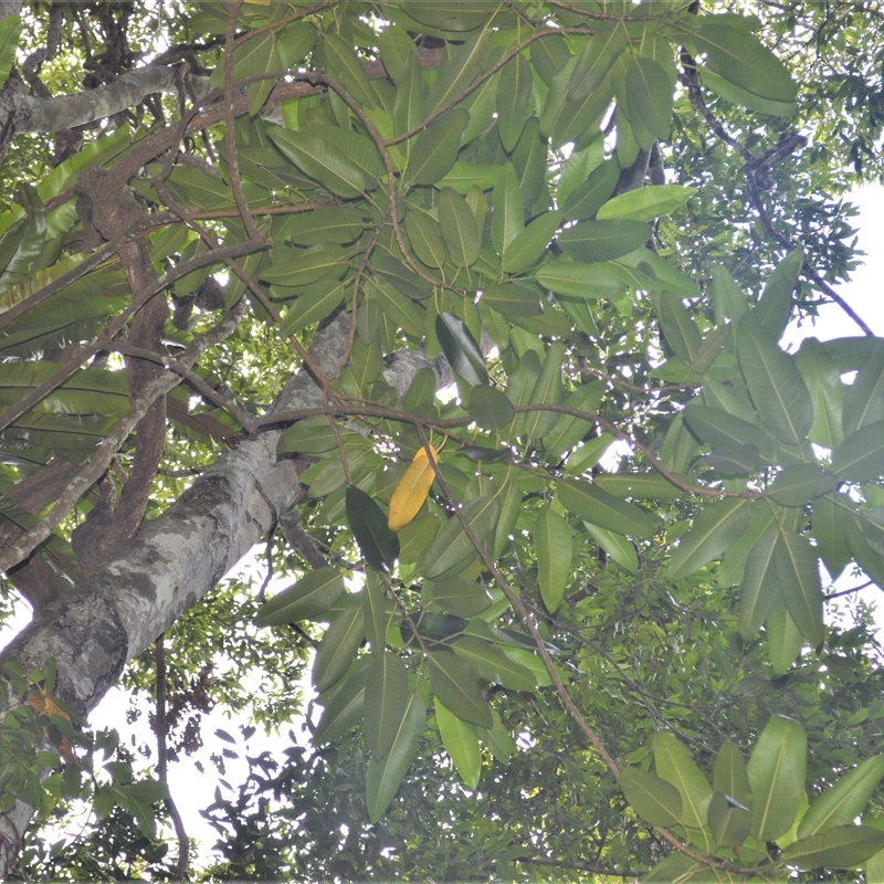 Ficus macrophylla