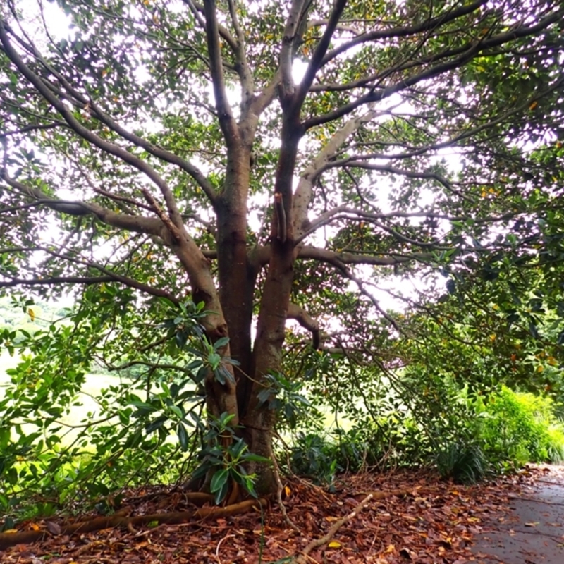 Ficus macrophylla