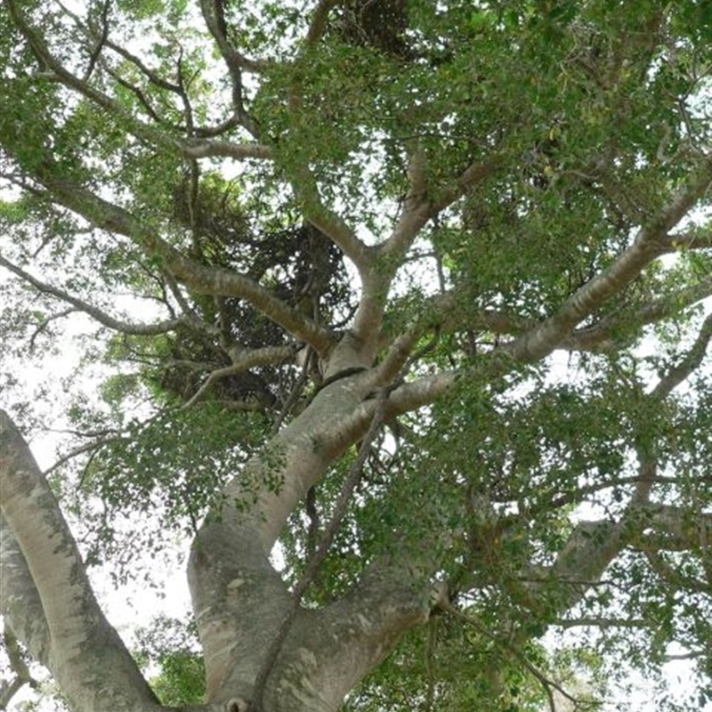 Ficus obliqua