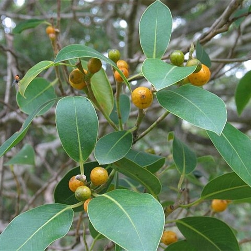 Ficus obliqua