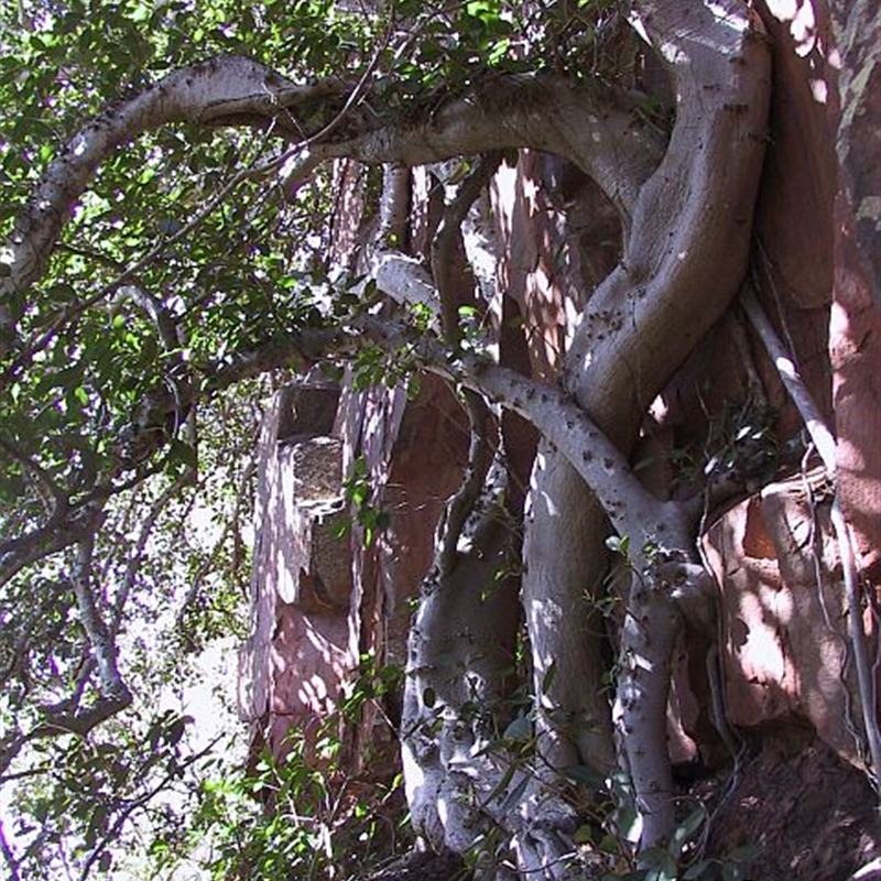 Ficus rubiginosa