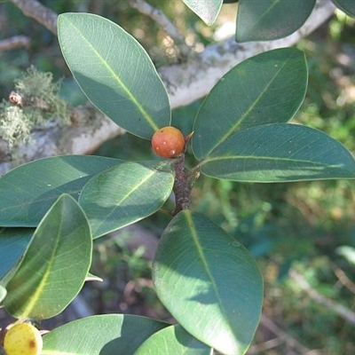 Ficus rubiginosa