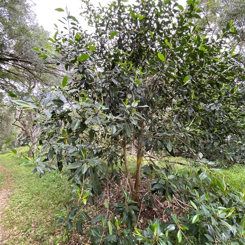 Ficus watkinsiana