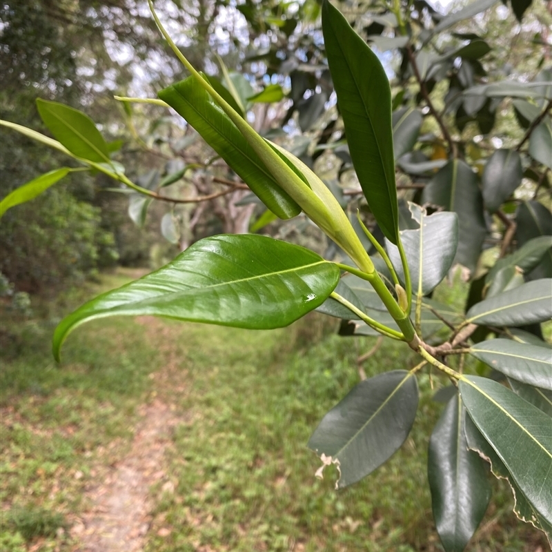 Ficus watkinsiana