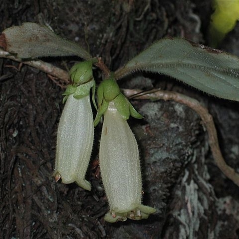 Fieldia australis