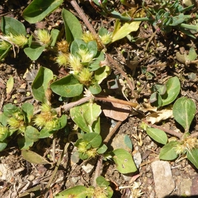 Alternanthera pungens