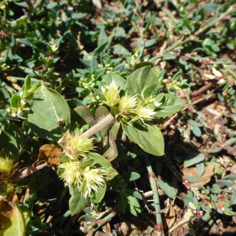 Alternanthera pungens