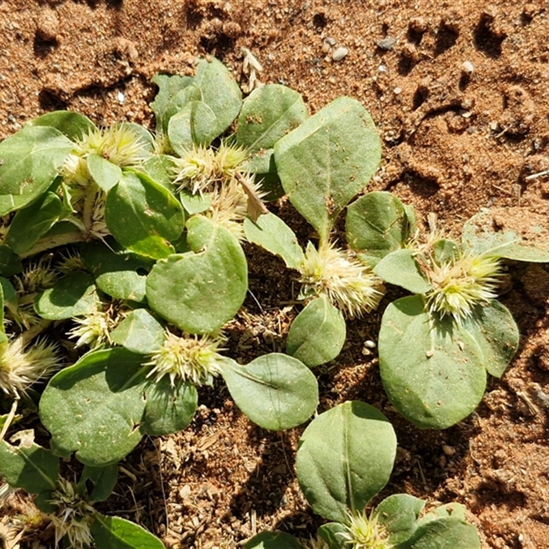 Alternanthera pungens