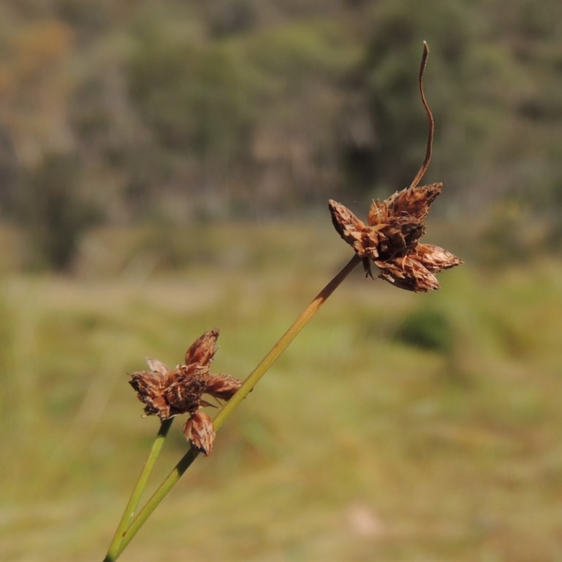 Fimbristylis sp. aff. dichotoma