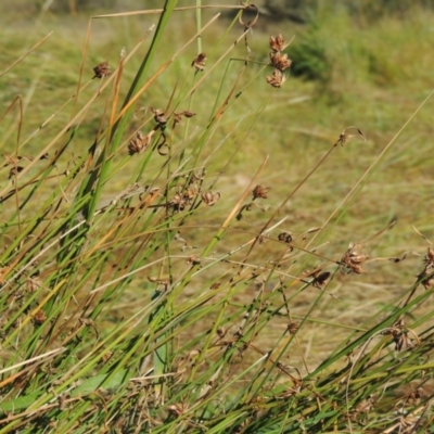 Fimbristylis sp. aff. dichotoma