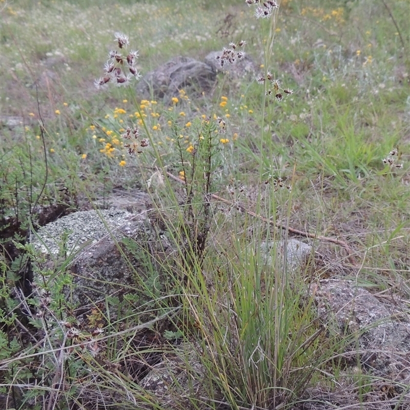 Fimbristylis dichotoma