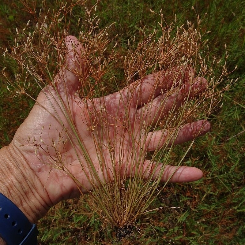 Fimbristylis velata