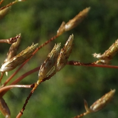 Short involucral bracts