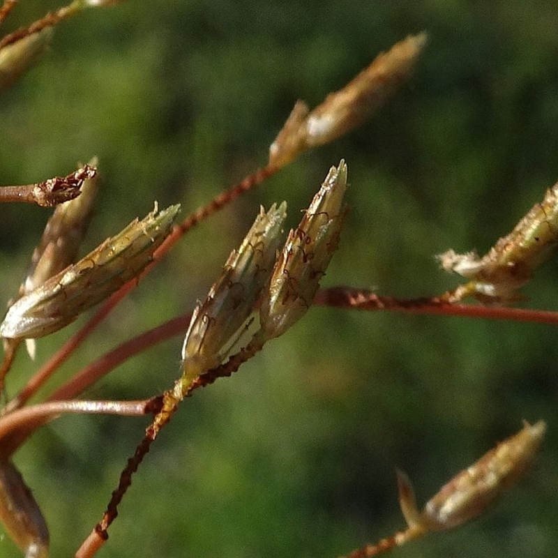 Fimbristylis velata