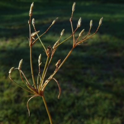 Fimbristylis velata