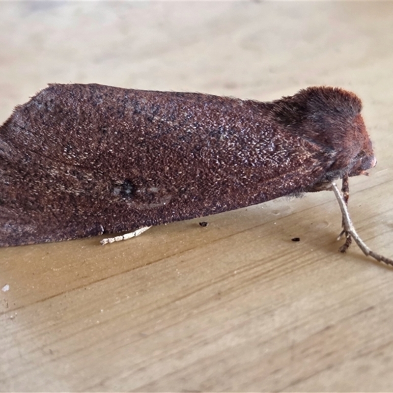 Fisera (genus)