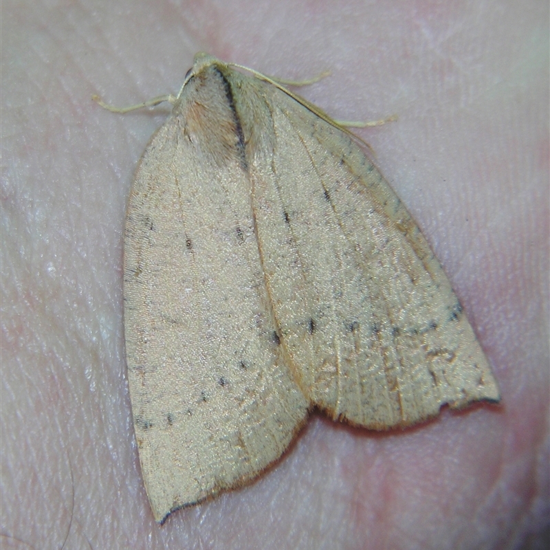 Fisera bradymorpha