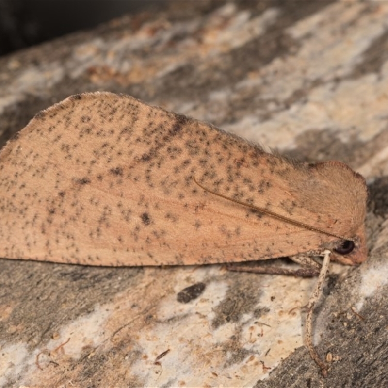 Fisera hypoleuca