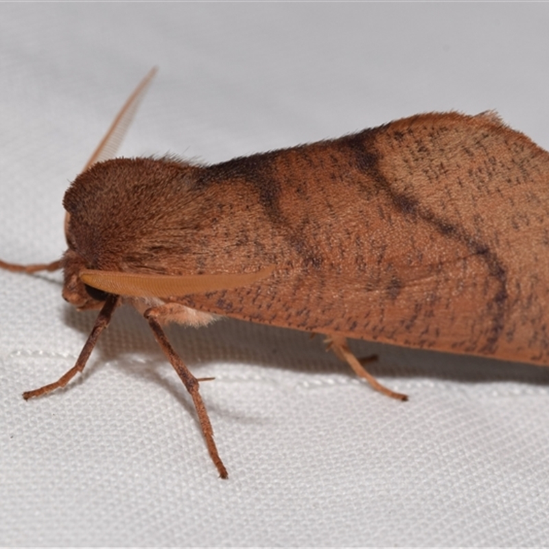Fisera hypoleuca