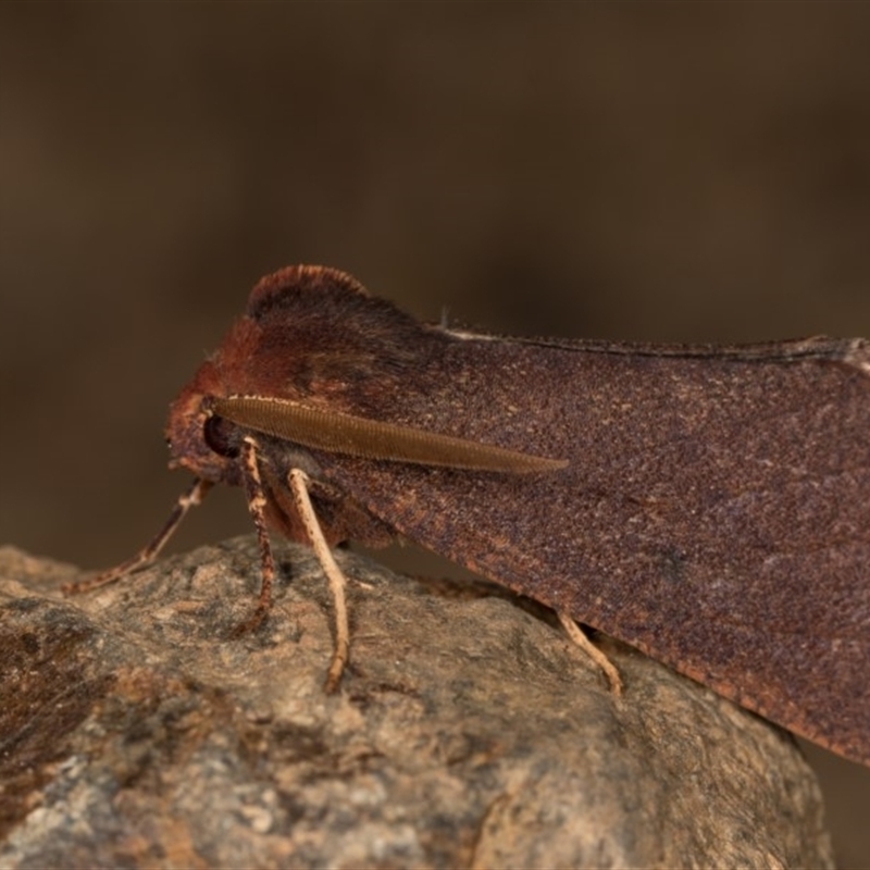 Fisera undescribed species nr belidearia