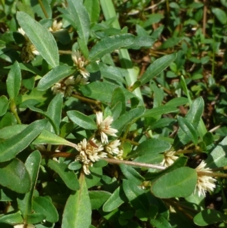 Alternanthera sp. A Flora of NSW (M. Gray 5187) J. Palmer