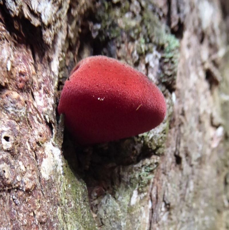 Fistulina hepatica