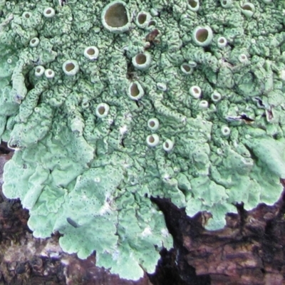 Flavoparmelia sp.