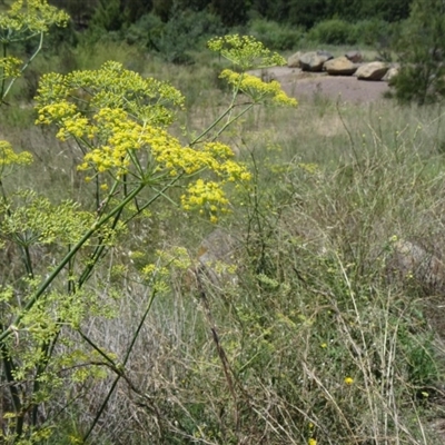 Foeniculum vulgare